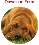 download form image link